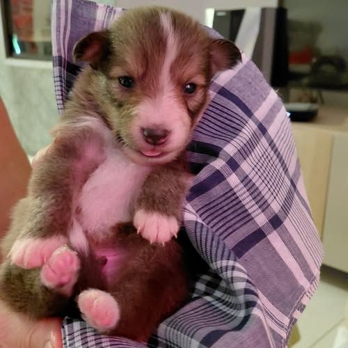 Chiots de berger des shetland #4