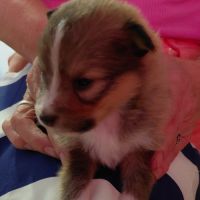 Chiots de berger des shetland #0