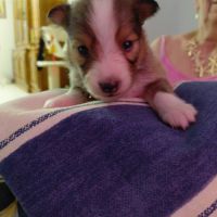 Chiots de berger des shetland #3