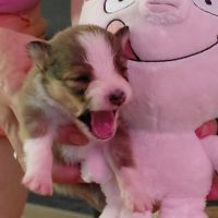 Chiots de berger des shetland #5