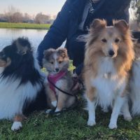 Chiots de berger des shetland #6