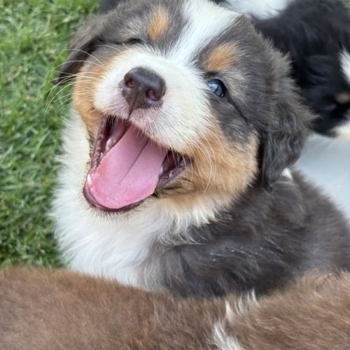 Chiots bergers australiens à adopter