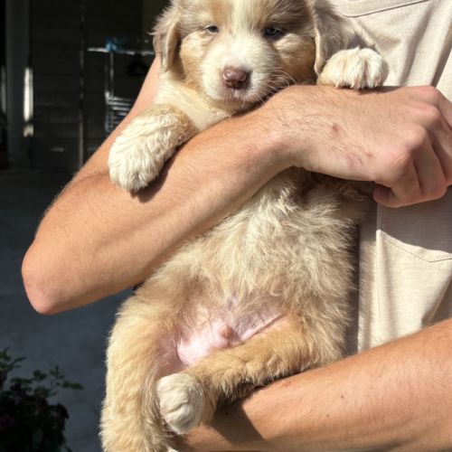 Chiots bergers australiens à adopter #3