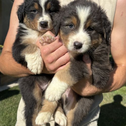 Chiots bergers australiens à adopter #4