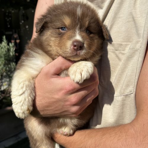 Chiots bergers australiens à adopter #5