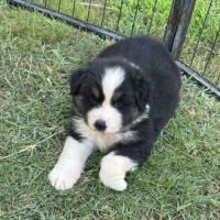 Chiots bergers australiens à adopter #1