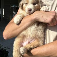 Chiots bergers australiens à adopter #3