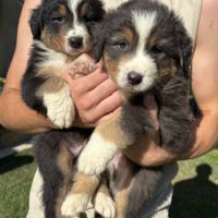 Chiots bergers australiens à adopter #4