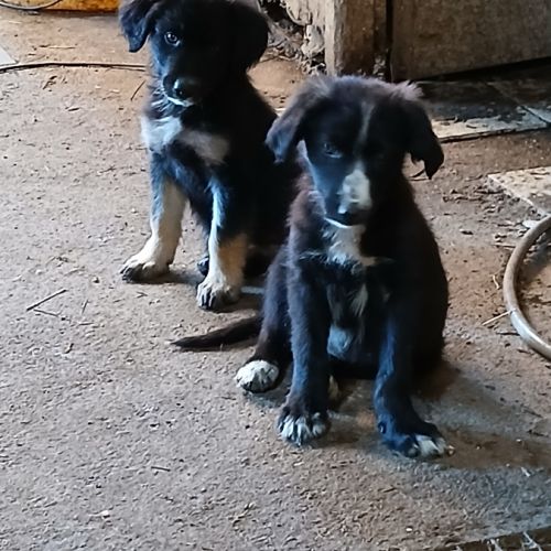 Chiots border collie non lof #1