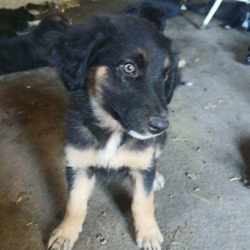 Chiots border collie non lof #0