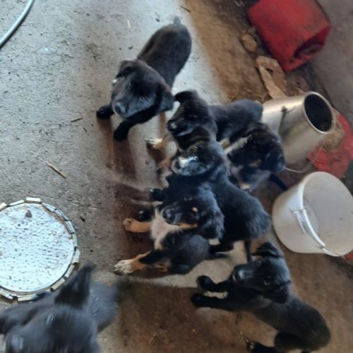 Chiots border collie non lof #4