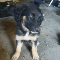 Chiots border collie non lof