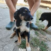 Chiots border collie non lof #3