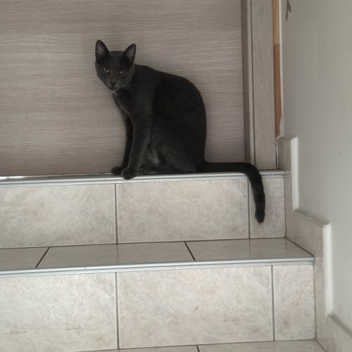 Chat mâle gris stérilisé de deux ans #1