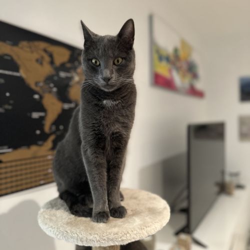 Chat mâle gris stérilisé de deux ans