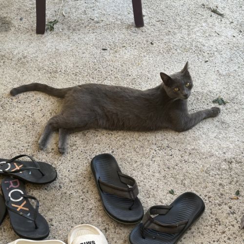 Chat mâle gris stérilisé de deux ans #3