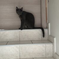 Chat mâle gris stérilisé de deux ans #1