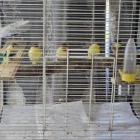 Canaris a vendre #4