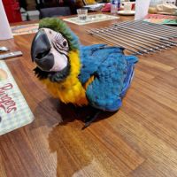 Ara ararauna mâle eam de 3 mois #1