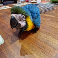Ara ararauna mâle eam de 3 mois