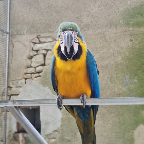 Femelle ara ararauna epp de 3 mois #2