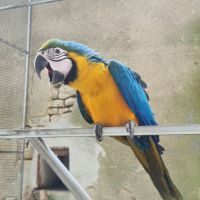 Femelle ara ararauna epp de 3 mois