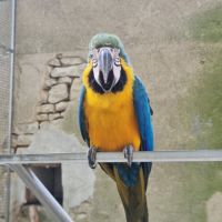 Femelle ara ararauna epp de 3 mois #2