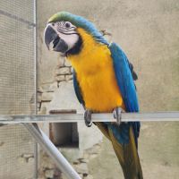 Femelle ara ararauna epp de 3 mois #3