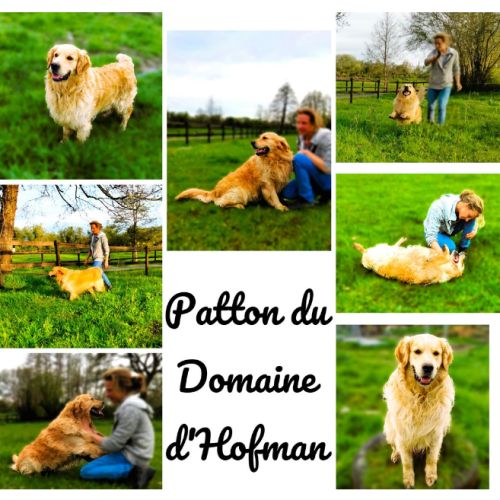 Très jolie femelle golden retriever lof #1