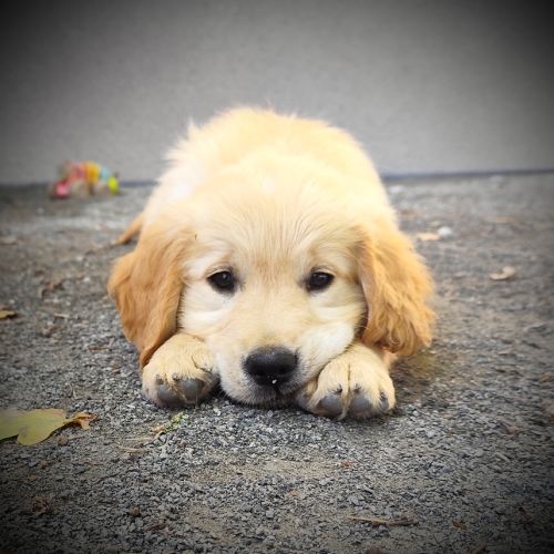 Très jolie femelle golden retriever lof #4