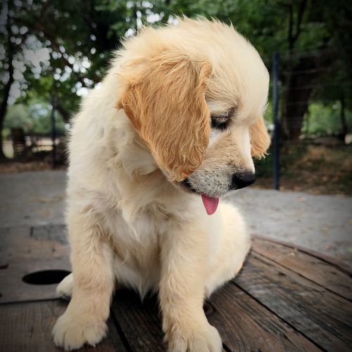 Très jolie femelle golden retriever lof #0