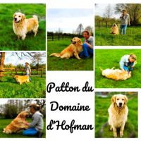 Très jolie femelle golden retriever lof #1