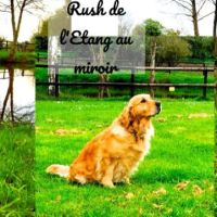 Très jolie femelle golden retriever lof #2