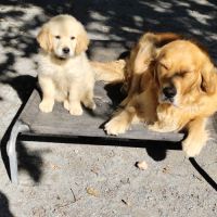 Très jolie femelle golden retriever lof #3