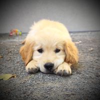 Très jolie femelle golden retriever lof #4