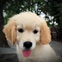 Très jolie femelle golden retriever lof #5