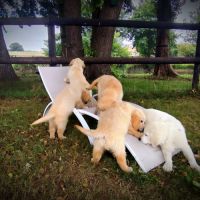 Très jolie femelle golden retriever lof #7