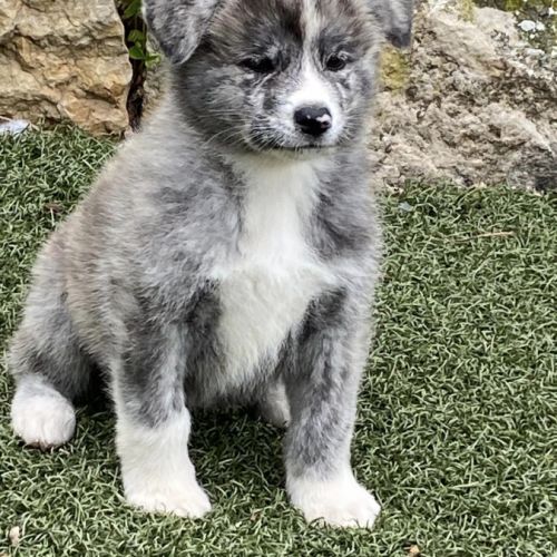 Chiots akita inu inscrit au lof #0