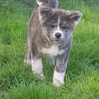 Chiots akita inu inscrit au lof #1