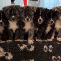 Chiots akita inu inscrit au lof #3