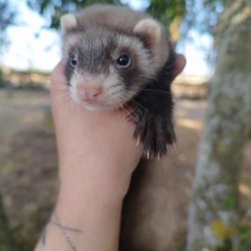 Fureton disponible #5