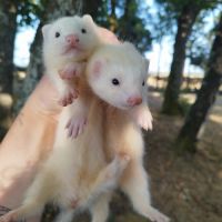 Fureton disponible #1