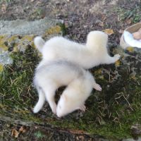 Fureton disponible #2