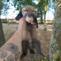 Fureton disponible #4