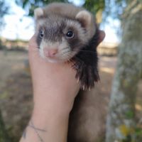 Fureton disponible #5