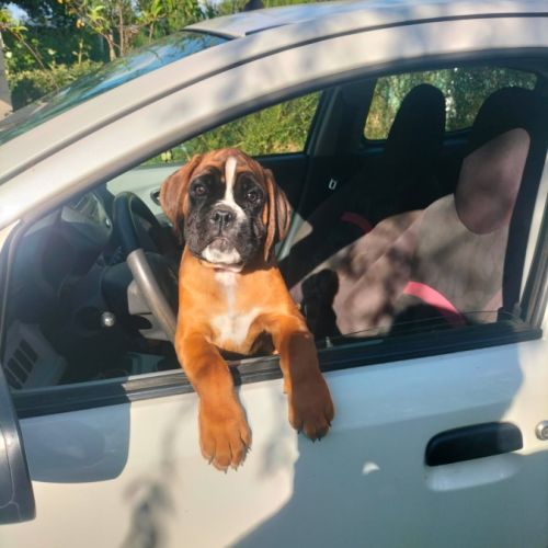 Magnifique chiot mâle boxer