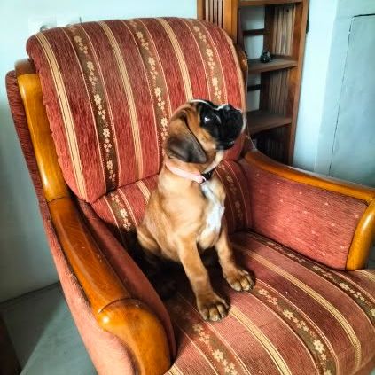 Magnifique chiot mâle boxer #2