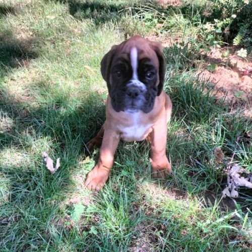 Magnifique chiot mâle boxer #3