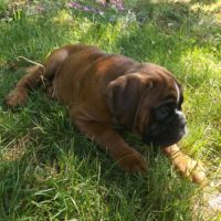 Magnifique chiot mâle boxer #4