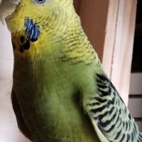 À vendre : couple perruches ondulées #1